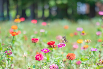 百日草の花にとまるアゲハ蝶