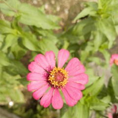 Obraz premium Zinia graceful