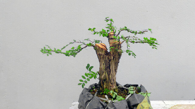 Phyllodium pulchellum (L.) used to create a minimal bonsai.