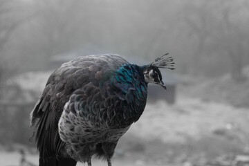 Female peacock in the snow
