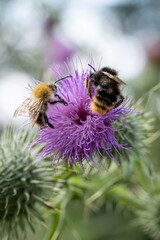 Ackerhummel und Glockenblumenhummel zusammen auf der Blüte einer Distel