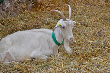 Jouy le Moutier; France - november 22 2022 : Ecancourt educational farm