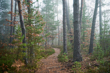 leśna ścieżka ,las, mgła