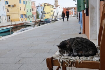 A cute cat sleeps sweetly on the island of Burano, Italy