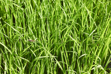 green grass background