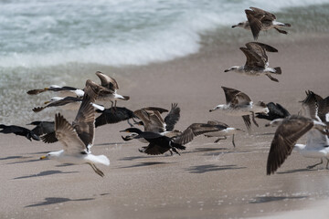 Fliegende Vögel am Strand.