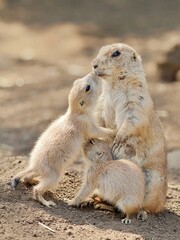 母親に甘えるプレーリードッグの子供たち