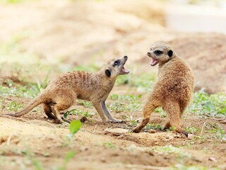 激しく威嚇し合うミーアキャットたち