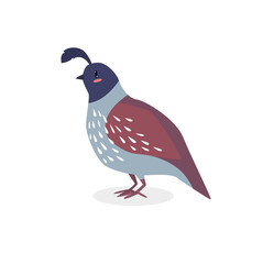 Cartoon quail. Wild bird. cartoon character