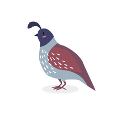 Cartoon vector quail. Wild bird. cartoon character