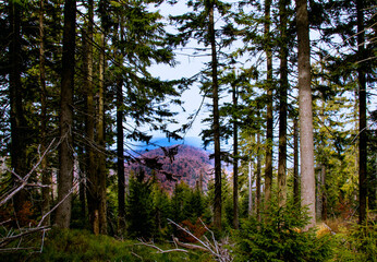 view of the mountain peak through the coniferous forest