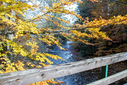 на деревянном мосту в осеннем лесу на переднем плане голая ветка с яркими желтыми листьями