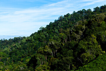 Green forest tree on mountain hills and blue sky.Rainforest ecosystem and healthy environment concept. Green tree forest view and high mountain peaks through a forest.Pictures of natural forest green.