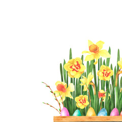 Easter flowers daffodils, Forsythia with colored eggs isolated on white background. Watercolor hand drawing illustration