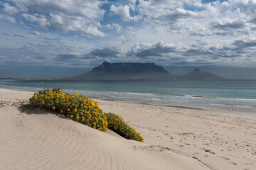 Blumen, Düne und Sand mit Blick auf den Tafelberg.