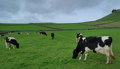 Fototapeta premium Cows in the field