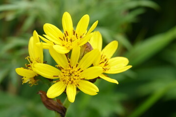 Ligularia hodgsonii, Tougebuki, yellow flowers in Hokkaido 