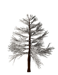 Winter Tree