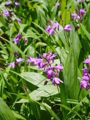 flowers in the garden