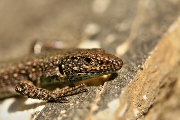 a curious lizard on the rocks
