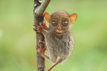 Tarsius aka Tarsier From Borneo Island