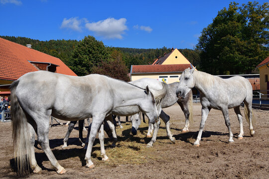 Lippizaner Pferde in Piber 