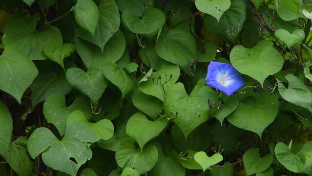 Close-up of blue Convolvulus. Delicate and graceful, the  Convolvulus is a perennial herbaceous plant native to Asia