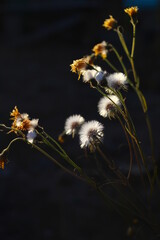 Beautiful dandelion flowers in sunlight