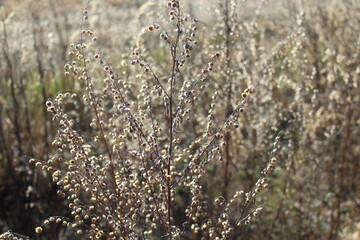 Dry wormwood grass in autumn 