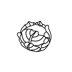 Vector isolated colorless black line cabbage. Organic food illustration for vegetarian lifestyle