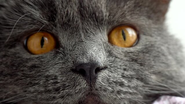Black british fold cat with orange eyes close up
