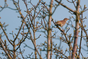 Song thrush wildlife little bird 