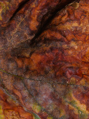 dried leaf texture