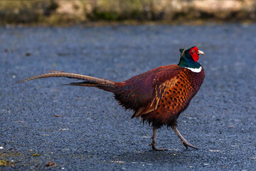 Ring necked pheasant wildlife colored bird 