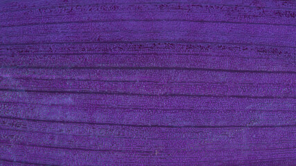 purple leaf texture