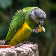 Senegal parrot wildlife green colored bird 