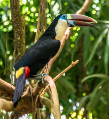 White throated toucan wildlife bird in amazonian forest