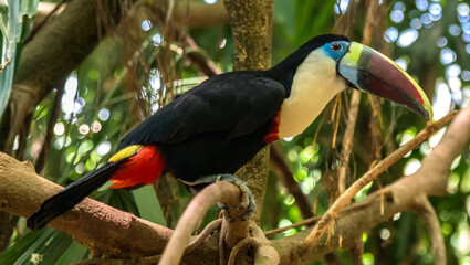 White throated toucan wildlife bird in amazonian forest