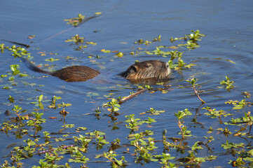 a kind of beaver in a river in the summer season in Chile
