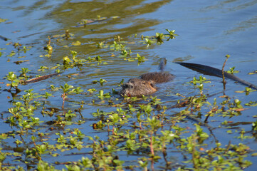 a kind of beaver in a river in the summer season in Chile