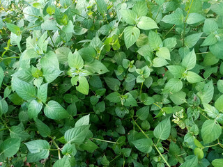 close up of green plants