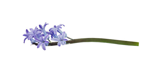blue narcissus flower in spring