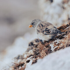 Portrait Spatz in den bergen