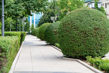 Pedestrian sidewalk in park area with leafy privet bushes and green lawn. Park with shrubs, green lawns and lanterns at town.