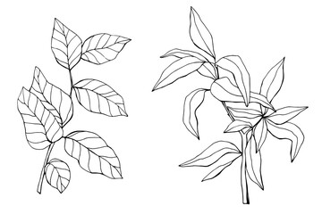 Drawn vintage branches. Branch sketch. ink. Forest. Elements for decor.