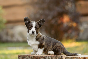 Cute Welsh Corgi Cardigan puppy dog outdoor. Fall season. Dog on walk. Happy puppy. Dog kennel