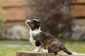 Cute Welsh Corgi Cardigan puppy dog outdoor. Fall season. Dog on walk. Happy puppy. Dog kennel