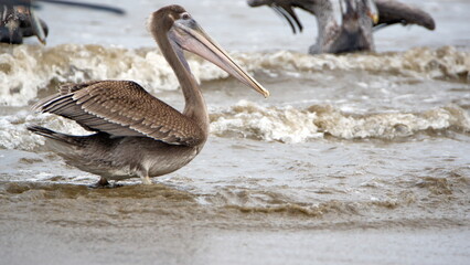 Brown pelican (Pelecanus occidentalis) wading in shallow water in Puerto Lopez, Ecuador