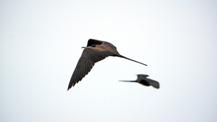 Magnificent frigatebird (Fregata magnificens) in flight, in Puerto Lopez, Ecuador