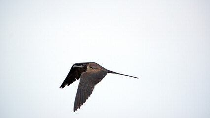 Magnificent frigatebird (Fregata magnificens) in flight, in Puerto Lopez, Ecuador